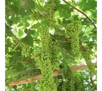 Rizomi d'uva,resistenti,uva a tavoletta,acquista viti,Decorazioni da giardino,Gratis e fragrante,rare,Rizomi d'uva coltivazione,Piantare la vite.-4knolle-E