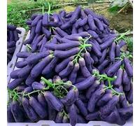 Rizomi d'uva,resistenti,uva a tavoletta,acquista viti,Decorazioni da giardino,Gratis e fragrante,rare,Rizomi d'uva coltivazione,Piantare la vite.-2knolle-C