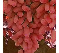 Rizomi d'uva,resistenti,uva a tavoletta,acquista viti,Decorazioni da giardino,Gratis e fragrante,rare,Rizomi d'uva coltivazione,Piantare la vite.-4knolle-I