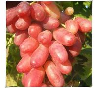 Rizomi d'uva,resistenti,uva a tavoletta,acquista viti,Gratis e fragrante,rare,Decorazioni da giardino,Rizomi d'uva coltivazione,Piantare la vite.-2knolle-D