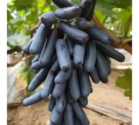 Rizomi d'uva,resistenti,uva a tavoletta,acquista viti,Gratis e fragrante,rare,Decorazioni da giardino,Rizomi d'uva coltivazione,Piantare la vite.-1knolle-J