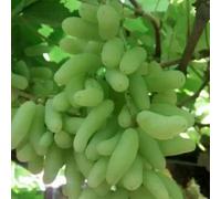 Rizomi d'uva,resistenti,uva a tavoletta,acquista viti,Gratis e fragrante,rare,Decorazioni da giardino,Rizomi d'uva coltivazione,Piantare la vite.-1knolle-A