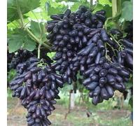 Rizomi d'uva,resistenti,uva a tavoletta,acquista viti,Gratis e fragrante,rare,Decorazioni da giardino,Rizomi d'uva coltivazione,Piantare la vite.-2knolle-E