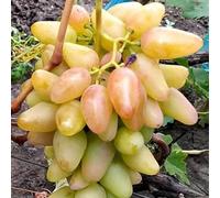 Rizomi d'uva,resistenti,uva a tavoletta,acquista viti,Gratis e fragrante,rare,Decorazioni da giardino,Rizomi d'uva coltivazione,Piantare la vite.-4knolle-F