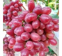Rizomi d'uva,resistenti,uva a tavoletta,acquista viti,Gratis e fragrante,rare,Decorazioni da giardino,Rizomi d'uva coltivazione,Piantare la vite.-5knolle-H