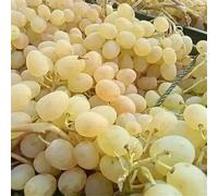 Rizomi d'uva,resistenti,uva a tavoletta,acquista viti,Gratis e fragrante,rare,Decorazioni da giardino,Rizomi d'uva coltivazione,Piantare la vite.-2knolle-B