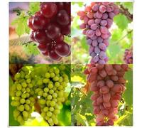 Rizomi d'uva,resistenti,uva a tavoletta,acquista viti,Gratis e fragrante,rare,Decorazioni da giardino,Rizomi d'uva coltivazione,Piantare la vite.-4knolle-I