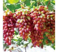 Rizomi d'uva,resistenti,Uva a tavoletta,Acquista viti,Gratis e fragrante,Rare,Rizomi d'uva coltivazione,Decorazioni Da giardino,Bellissima,Piantare la vite.-4knolle-C