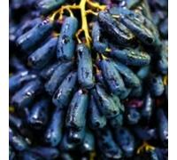 Rizomi d'uva,resistenti,Uva a tavoletta,acquista viti,Gratis e fragrante,Rare,Rizomi d'uva coltivazione,Decorazioni da giardino,Bellissima,Piantare la vite.-1knolle-J