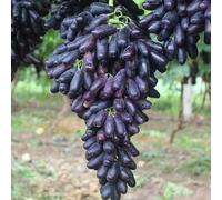 Rizomi d'uva,resistenti,Uva a tavoletta,Acquista viti,Gratis e fragrante,Rare,Rizomi d'uva coltivazione,Decorazioni Da giardino,Bellissima,Piantare la vite.-4knolle-B