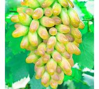 Rizomi d'uva,resistenti,uva a tavoletta,acquista viti,Gratis e fragrante,rare,Rizomi d'uva coltivazione,Decorazioni da giardino,piantare la vite.-1knolle-I