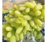 Rizomi d'uva,resistenti,Uva a tavoletta,acquista viti,Gratis e fragrante,Rare,Rizomi d'uva coltivazione,Decorazioni da giardino,Bellissima,Piantare la vite.-1knolle-B