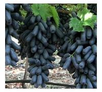 Rizomi d'uva,resistenti,uva a tavoletta,acquista viti,Gratis e fragrante,rare,Rizomi d'uva coltivazione,Decorazioni da giardino,Bellissima,Piantare la vite.-1knolle-A
