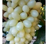 Rizomi d'uva,resistenti,uva a tavoletta,acquista viti,Gratis e fragrante,rare,Rizomi d'uva coltivazione,Decorazioni da giardino,bellissima,piantare la vite.-2knolle-B