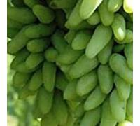 Rizomi d'uva,resistenti,Uva a tavoletta,Acquista viti,Gratis e fragrante,Rare,Rizomi d'uva coltivazione,Decorazioni da giardino,Bellissima,Piantare la vite.-4knolle-C