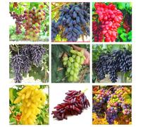 Rizomi d'uva,resistenti,Uva a tavoletta,acquista viti,Gratis e fragrante,Rare,Rizomi d'uva coltivazione,Decorazioni da giardino,Bellissima,Piantare la vite.-2knolle-I