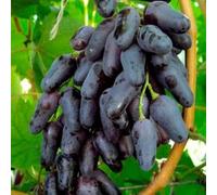 Rizomi d'uva,resistenti,uva a tavoletta,acquista viti,Gratis e fragrante,rare,Rizomi d'uva coltivazione,Decorazioni da giardino,bellissima,piantare la vite.-2knolle-H