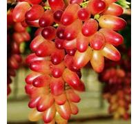 Rizomi d'uva,resistenti,Uva a tavoletta,acquista viti,Gratis e fragrante,Rare,Rizomi d'uva coltivazione,Decorazioni da giardino,Bellissima,Piantare la vite.-2knolle-E
