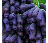 Rizomi d'uva,resistenti,uva a tavoletta,acquista viti,Gratis e fragrante,rare,Rizomi d'uva coltivazione,Decorazioni da giardino,piantare la vite.-2knolle-F