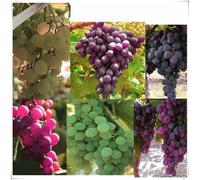 Rizomi d'uva,resistenti,uva a tavoletta,acquista viti,Gratis e fragrante,rare,Rizomi d'uva coltivazione,Decorazioni da giardino,bellissima,piantare la vite.-5knolle-G