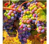 Rizomi d'uva,resistenti,uva a tavoletta,acquista viti,Gratis e fragrante,rare,Rizomi d'uva coltivazione,Decorazioni da giardino,piantare la vite.-4knolle-A