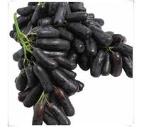 Rizomi d'uva,resistenti,uva a tavoletta,acquista viti,rare,Decorazioni da giardino,Gratis e fragrante,Rizomi d'uva coltivazione,Piantare la vite.-1knolle-A