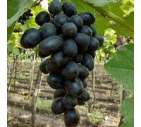 Rizomi d'uva,resistenti,uva a tavoletta,acquista viti,rare,Decorazioni da giardino,Gratis e fragrante,Rizomi d'uva coltivazione,Piantare la vite.-2knolle-B