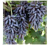 Rizomi d'uva,resistenti,uva a tavoletta,acquista viti,rare,Decorazioni da giardino,Gratis e fragrante,Rizomi d'uva coltivazione,Piantare la vite.-2knolle-H