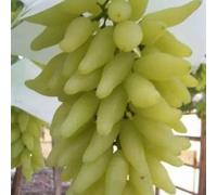 Rizomi d'uva,resistenti,uva a tavoletta,acquista viti,rare,Decorazioni da giardino,Gratis e fragrante,Rizomi d'uva coltivazione,Piantare la vite.-1knolle-G