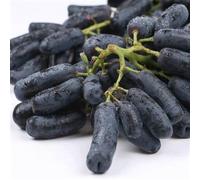 Rizomi d'uva,resistenti,uva a tavoletta,acquista viti,rare,Decorazioni da giardino,Gratis e fragrante,Rizomi d'uva coltivazione,Piantare la vite.-5knolle-J