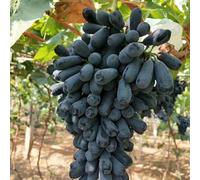 Rizomi d'uva,resistenti,uva a tavoletta,acquista viti,rare,Decorazioni da giardino,Gratis e fragrante,Rizomi d'uva coltivazione,Piantare la vite.-3knolle-I