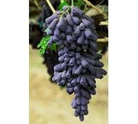 Rizomi d'uva,resistenti,uva a tavoletta,acquista viti,rare,Decorazioni da giardino,Gratis e fragrante,Rizomi d'uva coltivazione,Piantare la vite.-4knolle-F