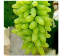 Rizomi D'Uva, Rizomi D'Uva Resistente Al Freddo Perenne Rizomi Rizomi D'Uva Resistente Al Freddo D'Uva Perenne Rizomi D'Uva Rizoma Coltivazione Dell'Uva Piantare La Vite-3Bulbi-A