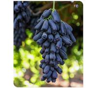 Rizomi D'Uva, Rizomi D'Uva Resistente Al Freddo Perenne Rizomi Rizomi D'Uva Resistente Al Freddo D'Uva Perenne Rizomi D'Uva Rizoma Coltivazione Dell'Uva Piantare La Vite-3Bulbi-C