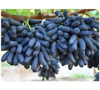 Rizomi D'Uva, Rizomi D'Uva Resistente Al Freddo Perenne Rizomi Rizomi D'Uva Resistente Al Freddo D'Uva Perenne Rizomi D'Uva Rizoma Coltivazione Dell'Uva Piantare La Vite-3Bulbi-B