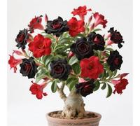 Rizomi resistenti all'inverno, rizomi di Desert Rose, perfetta idea regalo, petite a forma di foglia, un vero e proprio colpo d'occhio, rizomi di rose del deserto, multicolore ad alto rendimento. -5