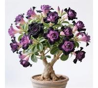 Rizomi resistenti all'inverno, rizomi di Desert Rose, perfetta idea regalo, petite a forma di foglia, un vero e proprio colpo d'occhio, rizomi di rose del deserto, multicolore ad alto rendimento. -3