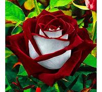 Rizomi Rose, Rizomi Di Qualità Multiennale, Rizomi Da Giardino, Rizomi Magici Misteriosi, Rizomi Di Alta Qualità Invernale, 3zwibeln-H