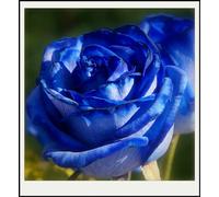 Rizomi Rose, Rizomi Di Qualità Multiennale, Rizomi Da Giardino, Rizomi Magici Misteriosi, Rizomi Di Alta Qualità Invernale, 3 Cipolla-I