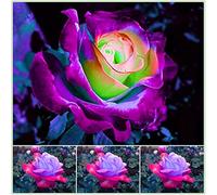 Rizomi Rose, Rizomi Di Qualità Multiennale, Rizomi Da Giardino, Rizomi Magici Misteriosi, Rizomi Di Alta Qualità Invernale, 3zwibeln-J