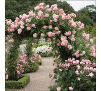 Rizomi Rose, Rizomi Di Qualità Multiennale, Rizomi Giardino, Rizomi Magici Misteriosi, Rizomi Resistenti Di Alta Qualità