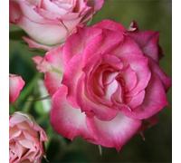 Rizomi Rose, Rizomi Di Qualità Multiennale, Rizomi Giardino, Rizomi Misterioso Magico, Rizomi Di Alta Qualità Invernale, 1Cipolla-A