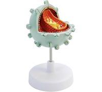 RMJEZTQD Modello di cellula dell'AIDS, Modello anatomico dell'AIDS, Modello dimostrativo dell'amplificazione del Virus Modello di Struttura della cellula del Virus Modello citopatico.