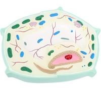 RMJEZTQD Modello di cellula vegetale 3D, Struttura del Modello di cellula vegetale, Modello anatomico di Una tipica cellula vegetale, for dimostrazione didattica in Classe, scienze dell'educazione.