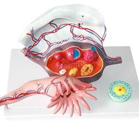 RMJEZTQD Modello di Utero ovarico Umano, Modello di Anatomia dei genitali Femminili, Modello di Sviluppo follicolare e Struttura ovarica Femminile con ingrandimento 5 Volte, in 3 Parti