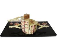 RMJEZTQD Regalo Medico, Modello anatomico del midollo spinale e dei nervi spinali Umani 5X, Caratteristiche del ganglio spinale vertebrale, Rami nervosi del ganglio spinale, for Studio, Esposizione