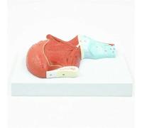 RMJEZTQD Regalo Medico, Modello dimostrativo didattico dell'anatomia dei Muscoli della Lingua, Modello di Anatomia dei Muscoli della Lingua Umana, Modello di ingrandimento degli organi