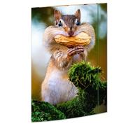 RNKVERLAG 45375 - Cartella per disegni Chipmunk 310 x 440 mm, cartella per documenti DIN A3, con chiusura elastica, 1 pezzo