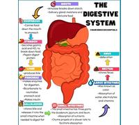RNUMLIGH Educational Biology Poster Human Digestive System Anatomy Chart for Science Classroom Study Room Decor(Framed,12x18inch(30x45cm))