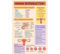 RNUMLIGH Science Classroom Decor Human Reproduction Educational Anatomical Chart Biology Poster for Study Office(Unframed,08x12inch(20x30cm))